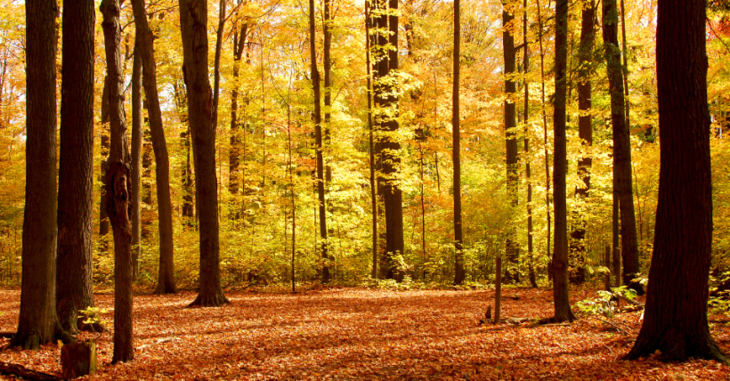 Local Nature Spots That Will Make You “Fall in Love” with Chicago's Western Suburbs